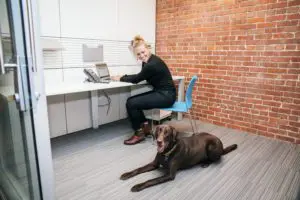 Person in a black outfit and brown boots working at a desk with a computer and telephone in a brick-walled office; a brown dog lies on the floor in front of the desk near a glass door.