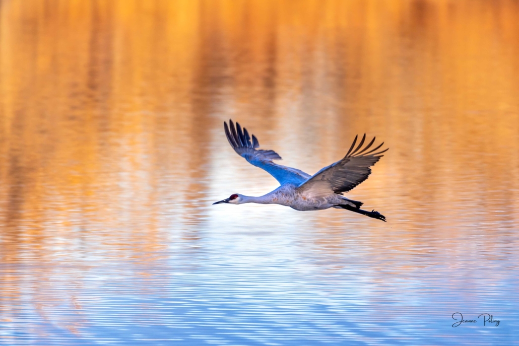 Sandhill Crane flying